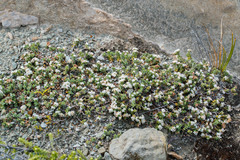 Pimelea carnosa