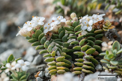 Pimelea carnosa