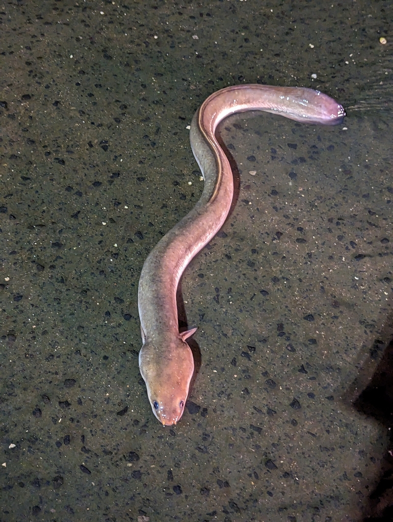 Tweekleurige paling (Anguilla bicolor) — Anguillidae