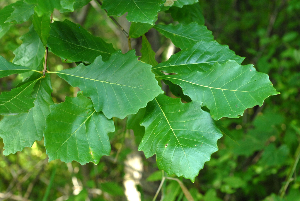Quercus lyrata