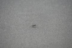 Cicindela carthagena