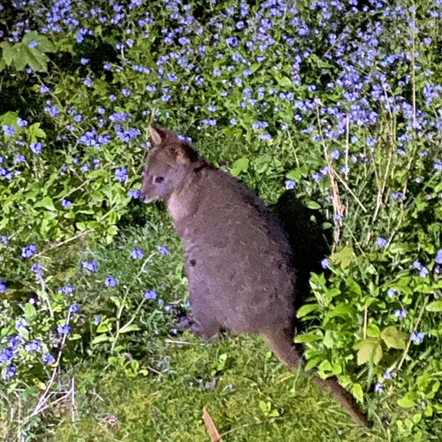 アカハラヤブワラビー