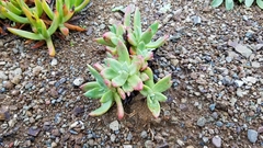 Dudleya farinosa