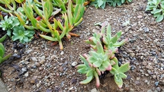 Dudleya farinosa