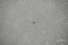 Cicindela carthagena