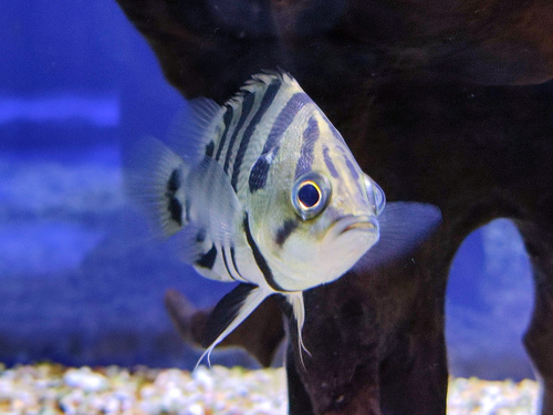 Barred tigerfish (Datnioides polota) — Datnioididae — 4