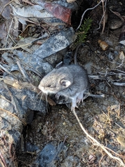 Peromyscus gambelii