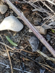 Peromyscus gambelii
