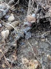 Peromyscus gambelii