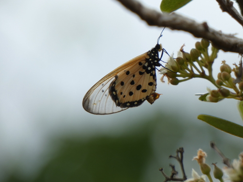 Wandering Donkey Acraea photo 5