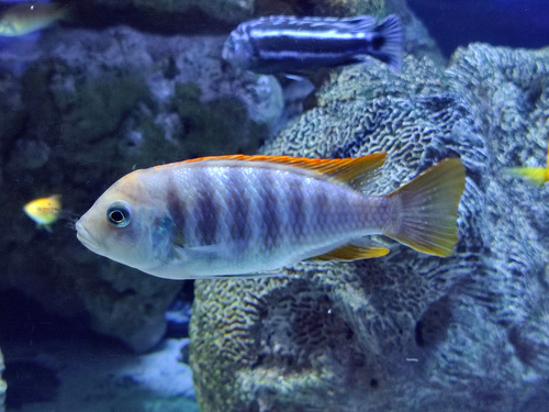IJsblauwe mbuna (Maylandia greshakei) — Cichlidae