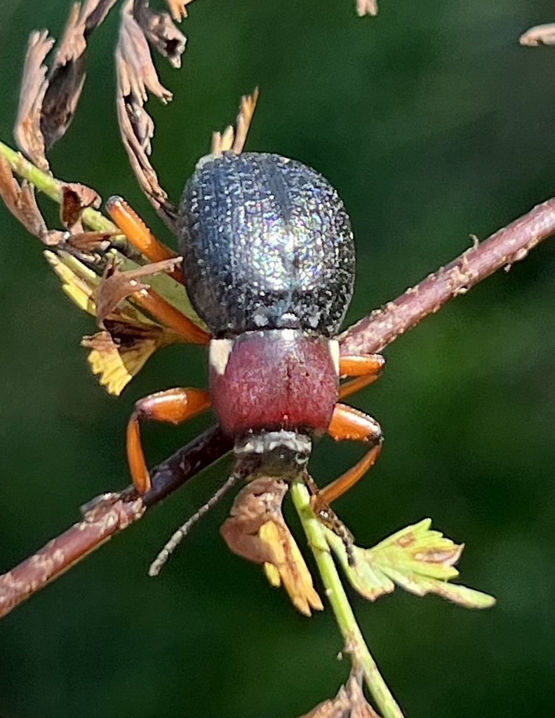 Vutsimus