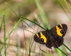 Tisiphone abeona albifascia