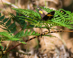 Tisiphone abeona albifascia