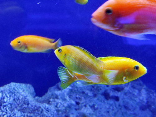 Grootoog-mbuna (Tropheops macrophthalmus) — Cichlidae
