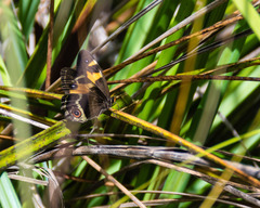 Tisiphone abeona albifascia