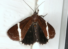 Coenotoca subaspersa