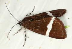 Coenotoca subaspersa