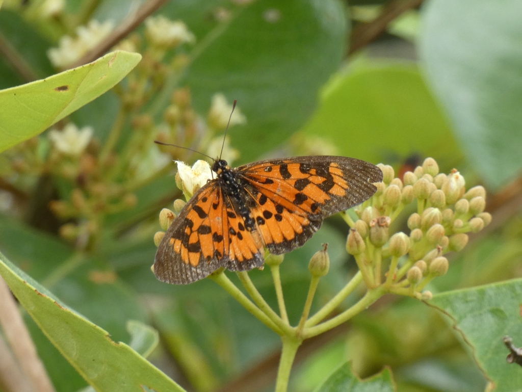 Acraea cepheus