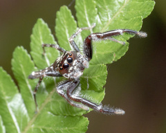 Bavia sexpunctata