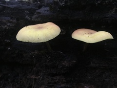 Pluteus chrysaegis
