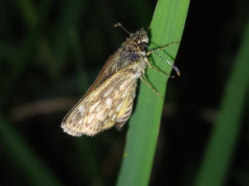 Dardaris Skipperling