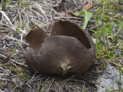 Helvella acetabulum