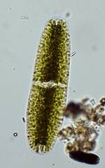 Netrium digitus