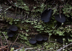 Pseudoplectania melaena