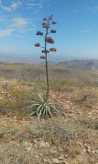 Agave aurea