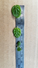 Ceanothus impressus nipomensis