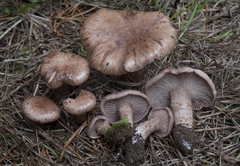 Cleistocybe vernalis