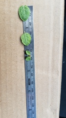 Ceanothus impressus nipomensis