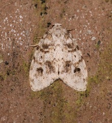 Clemensia ochreata