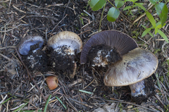Cortinarius subolivascens