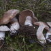 Cortinarius brunneovernus - Photo (c) Drew Parker, some rights reserved (CC BY-SA), uploaded by Drew Parker