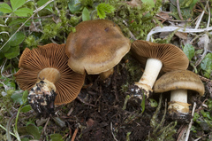 Cortinarius parkeri