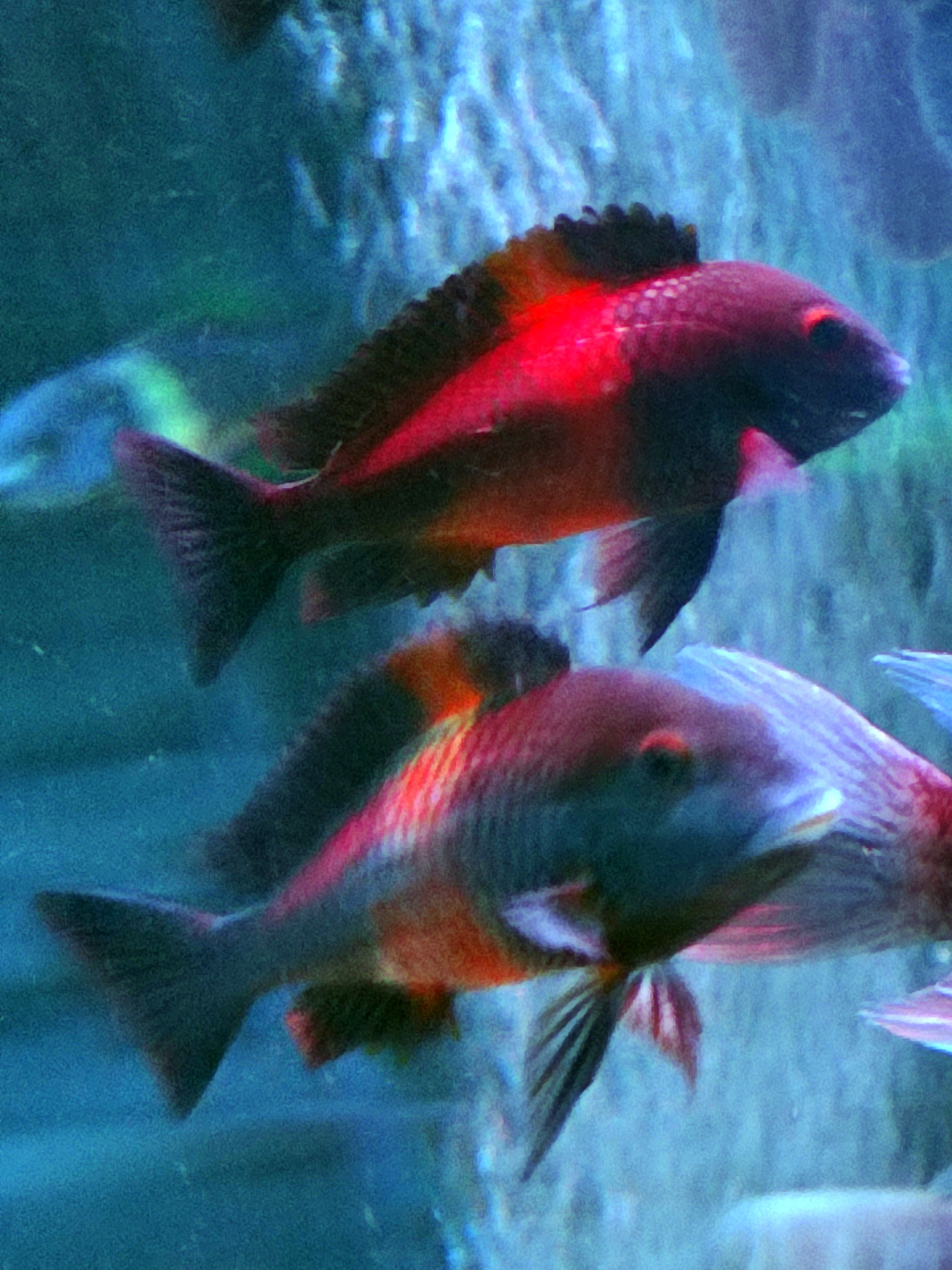 Blunthead cichlid