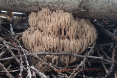 Ramaria marrii