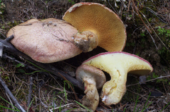 Suillus ochraceoroseus