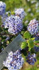 Ceanothus impressus nipomensis