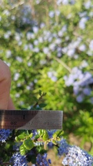 Ceanothus impressus nipomensis