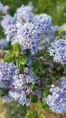 Ceanothus impressus nipomensis