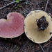 Suillus ochraceoroseus - Photo (c) Drew Parker, some rights reserved (CC BY-SA), uploaded by Drew Parker