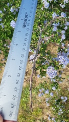 Ceanothus impressus nipomensis