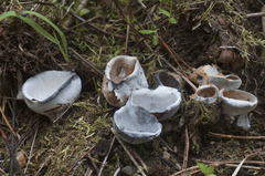 Hypomyces cervinigenus