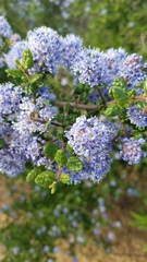 Ceanothus impressus nipomensis