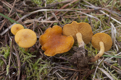 Calocybe naucoria