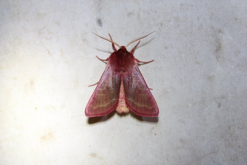Crimson Sallow