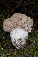 Ramaria rubripermanens